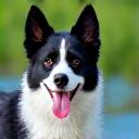 Rik met zijn Border Collie Loki